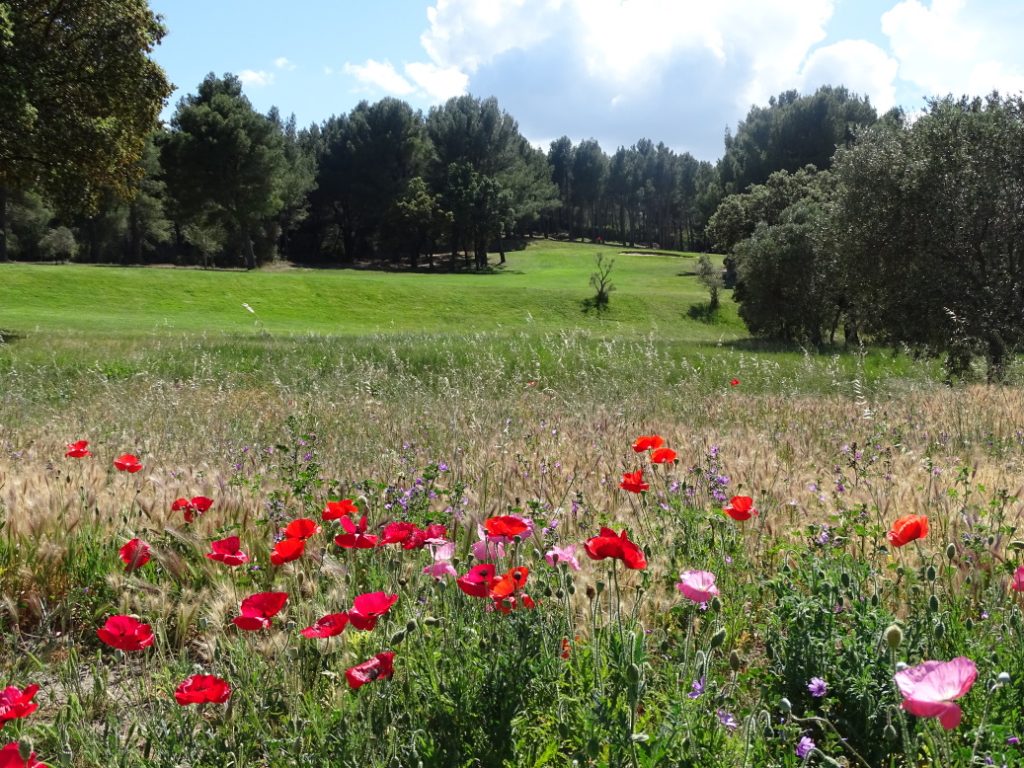 Zone hors jeu pour laisser la faune et la flore se développer en faveur de la biodiversité sur le Golf de Servanes, Resonance Golf Collection