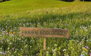 Les prairies écologiques dans nos golfs - Open Golf Club