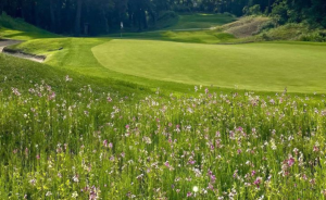 Ecological meadows on our golf clubs - Open Golf Club