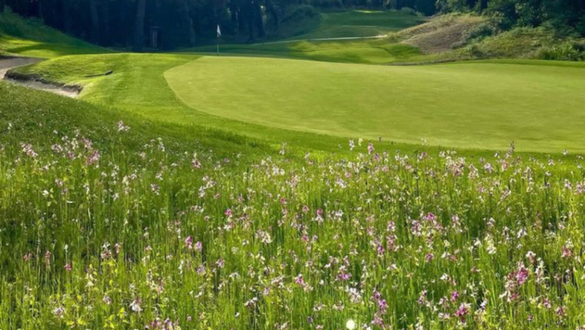 Ecological meadows on our golf clubs - Open Golf Club