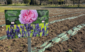 Un écrin de roses pour sublimer le Golf de la Grande Bastide - Open Golf Club