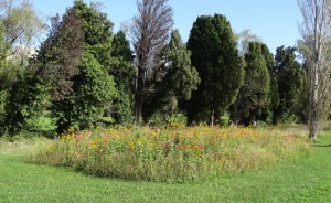 The Flower Patch at Hole 13 on the Servanes Golf Course - Open Golf Club